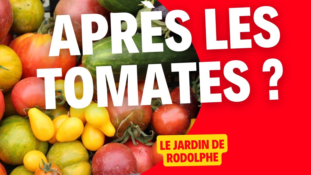 On plante quoi après les tomates en automne?