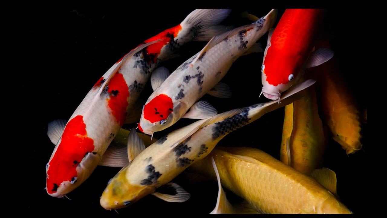 Cá koi cạ mình vào thành bể và cách xử lý | The koi fish rubs itself against the wall of the tank
