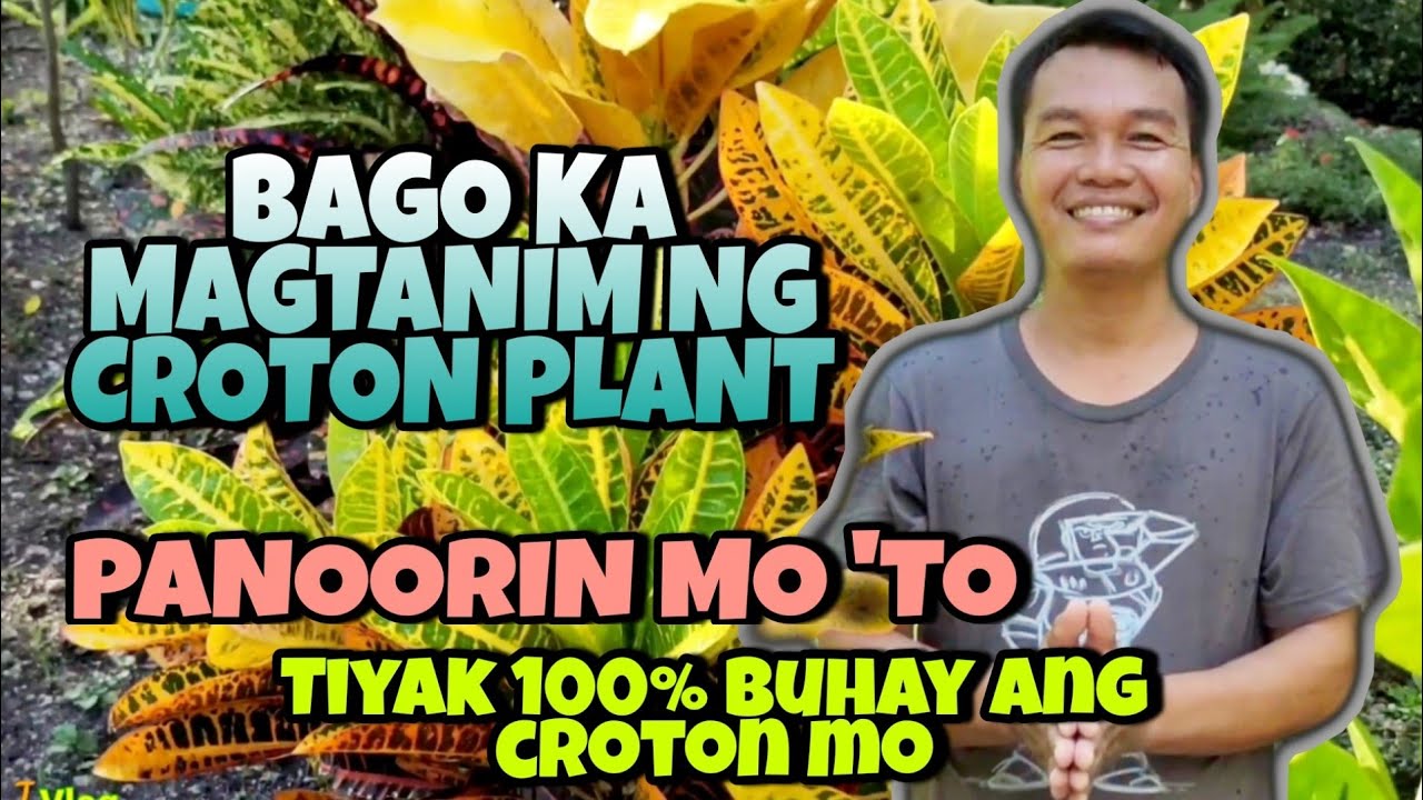 Bago ka magtanim ng croton plant, PANOORIN MO 'TO|Croton plant propagation using rooting hormone.