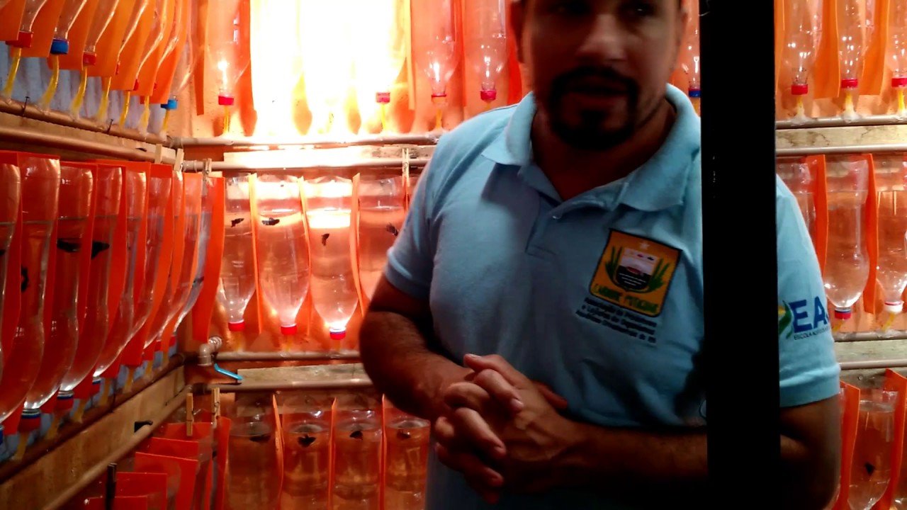 Criação de Bettas