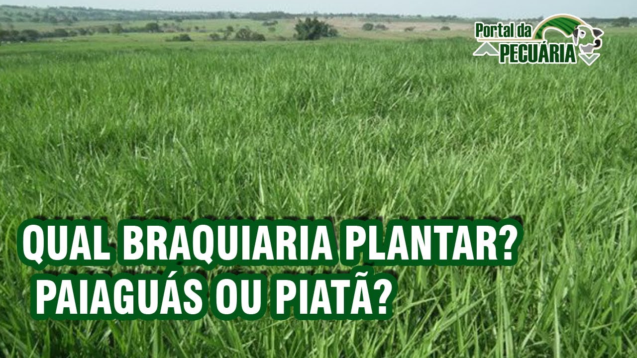 Qual Braquiaria plantar ?  PAIAGUÁS ou PIATÃ?