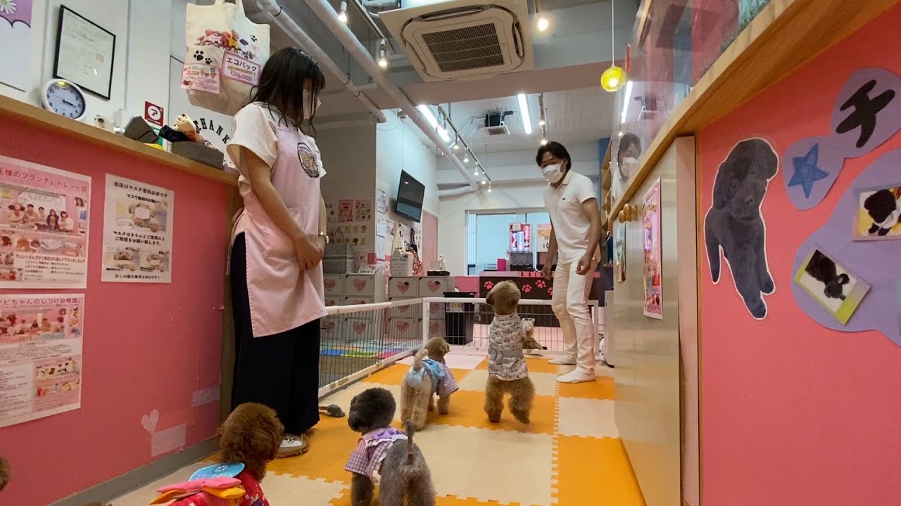 みやぞんのワンちゃん探訪