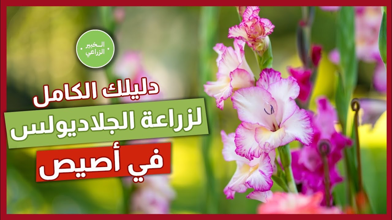 دليلك الكامل لزراعة الجلاديولس في أصيص بسهولة!
