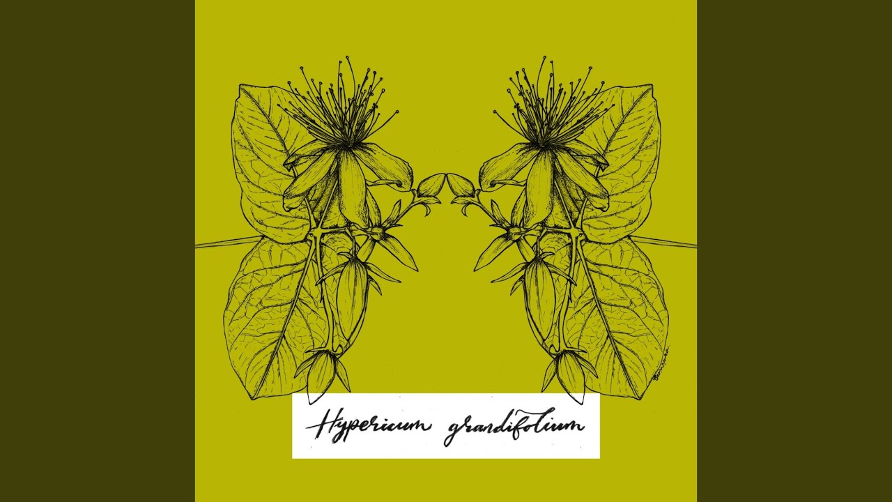 Monte Verde (Original Mix)