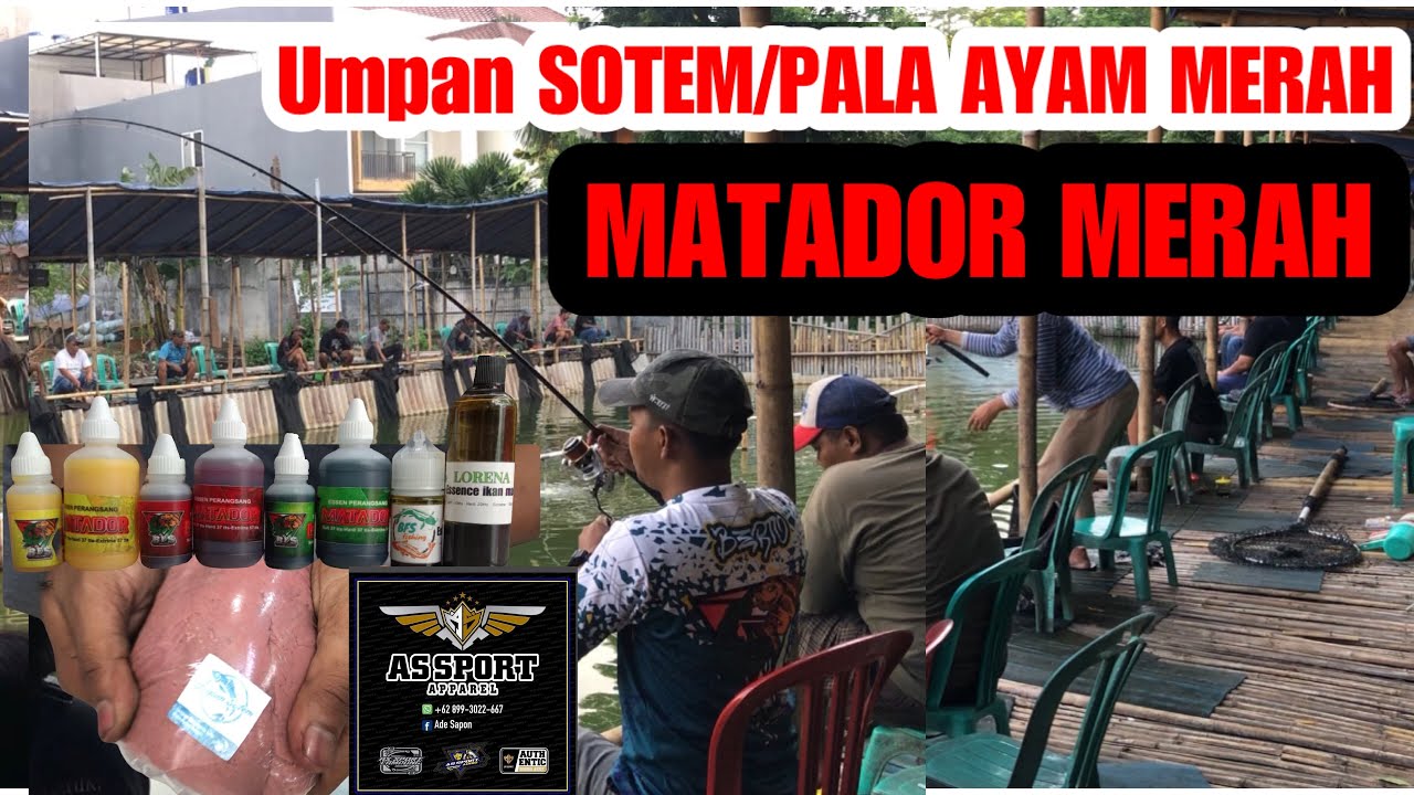UMPAN SOTEM/PALA AYAM MERAH || MATADOR MERAH YAHUTTT #essenmatador #bfsfishing 