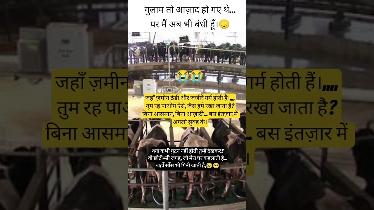 🙏😢#Shorts#AnimalWelfare#CowRights#FactoryFarming#Veganism#गायें#पशुकल्याण#मानवता#पशु#कृषि#दया#cow