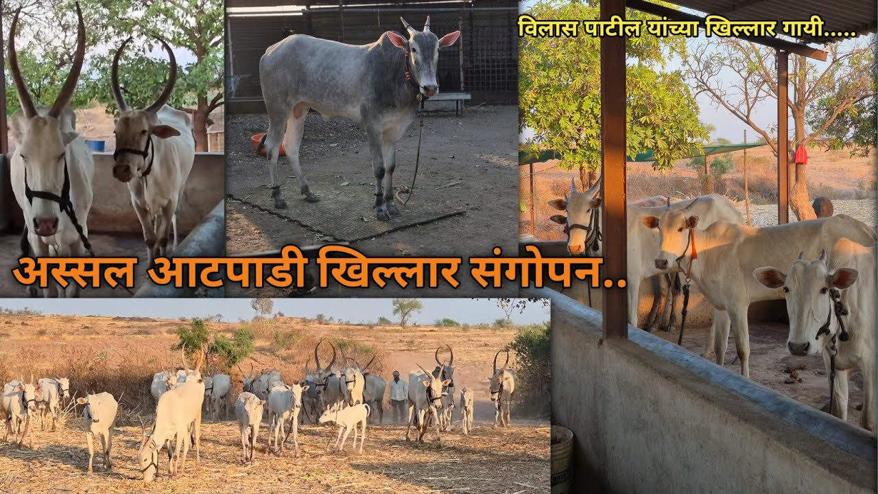 विलास (आप्पा) पाटील यांचा जातीवंत खिल्लार गायींचा गोठा #cow #bullfarm #bull #animals 