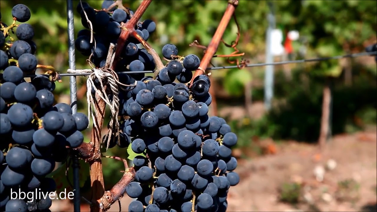 Start der Weinlese in Bernburg