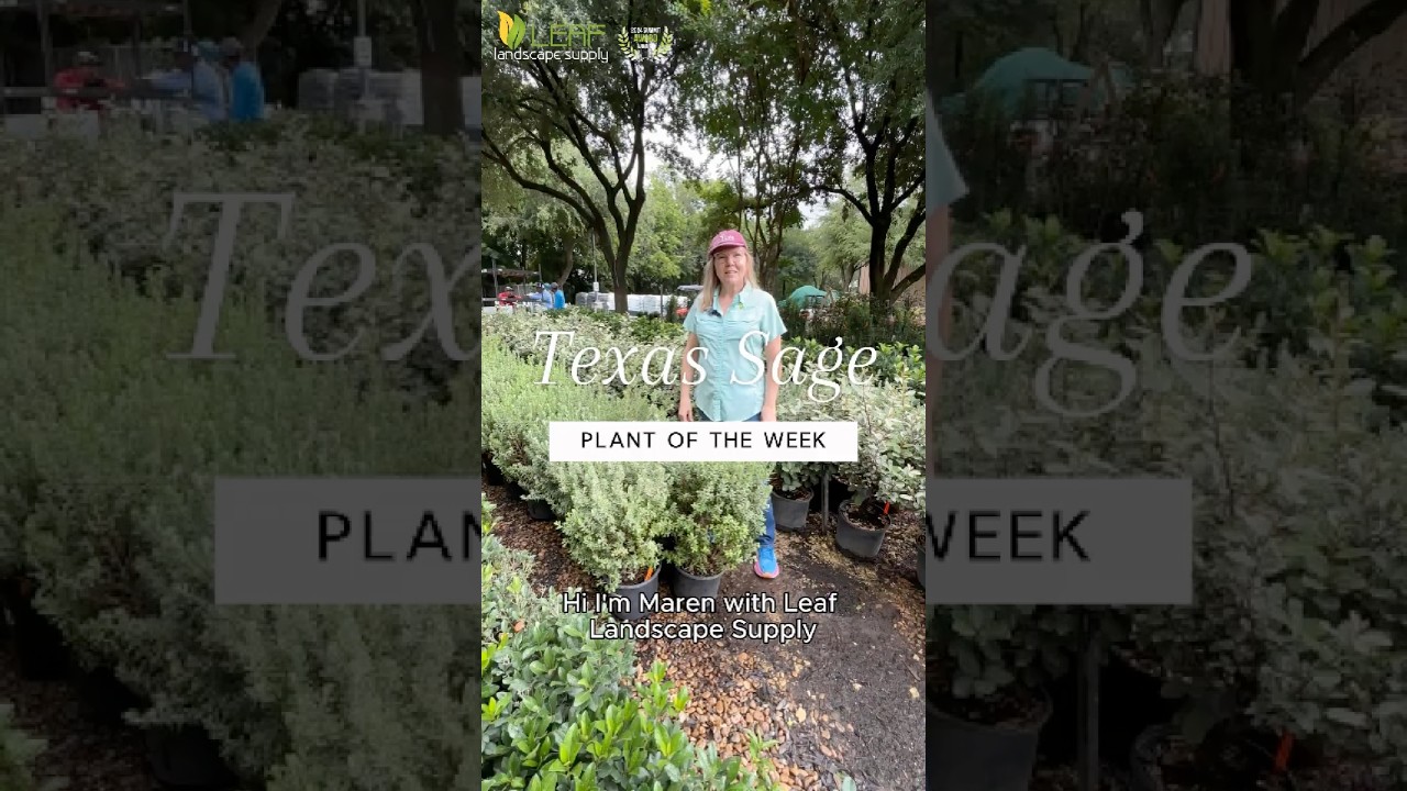 Plant of the Week with Maren at Leaf Landscape Supply: Texas Sage