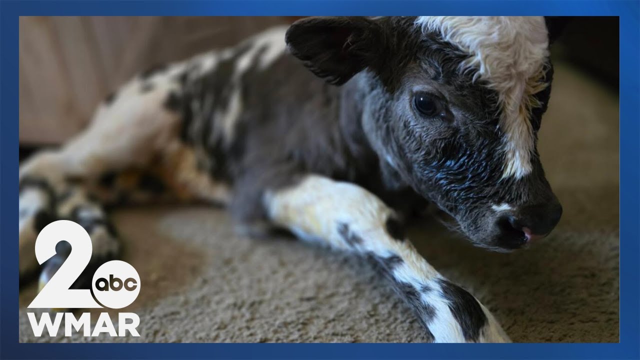 Bittersweet Rescue: Beloved cow dies after snowy barn collapse