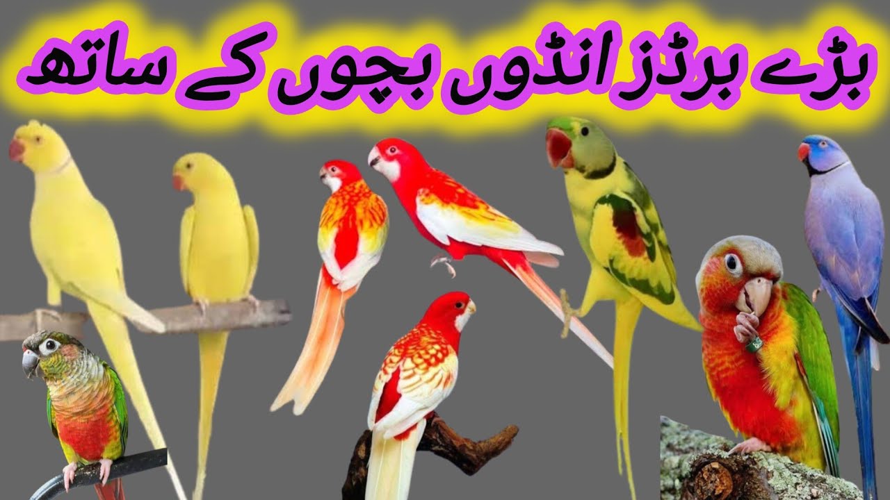 بڑے برڈز انڈوں بچوں کے ساتھ ، rosella Suncnore  Ringnecks 