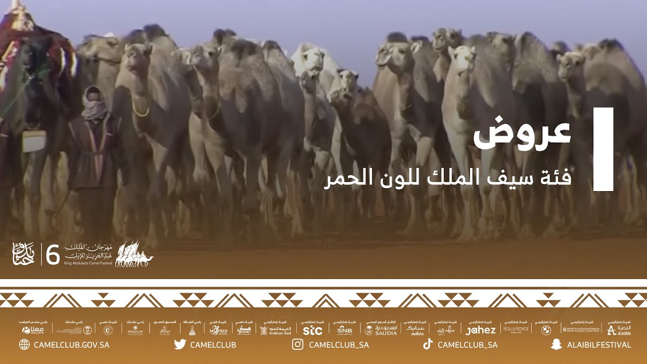 عروض فئة سيف الملك للون الحمر ضمن مسابقات #مهرجان_الملك_عبدالعزيز_للإبل6