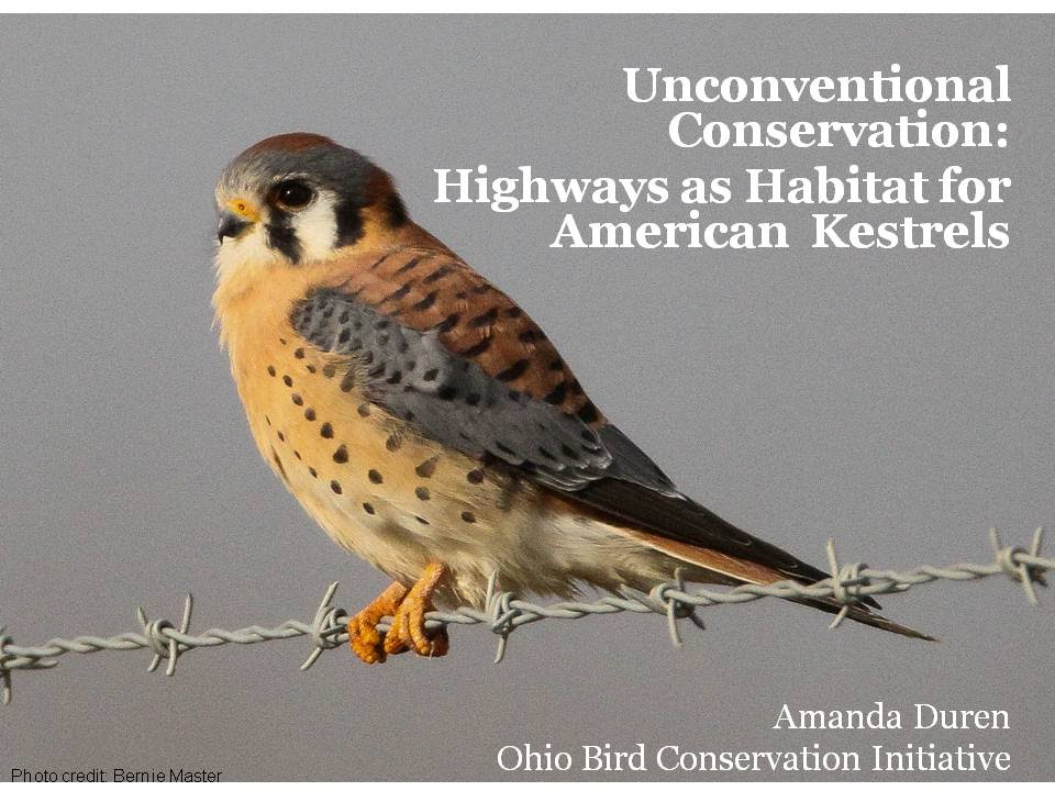 Unconventional Conservation: Highways as Habitat for American Kestrels