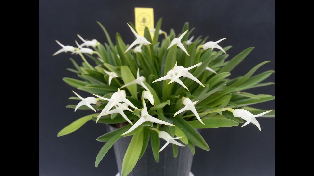 tutorial: come si fanno le zattere di orchidee miniatura, Masdevallia ophioglossa