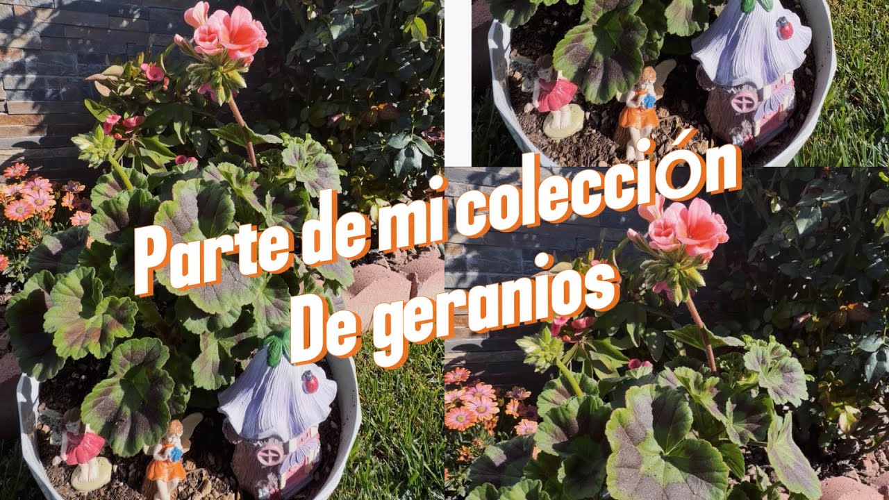 Tour por mis geranios después de la gallinaza #jardinería #plantas #geranios #flores #flowers 