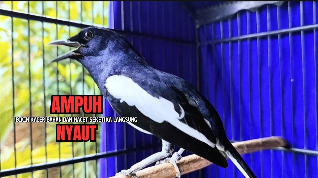 PANCINGAN KACER bahan SUSAH bunyi, KACER GACOR NGEPLONG bikin KACER MANAPUN ikut GACOR