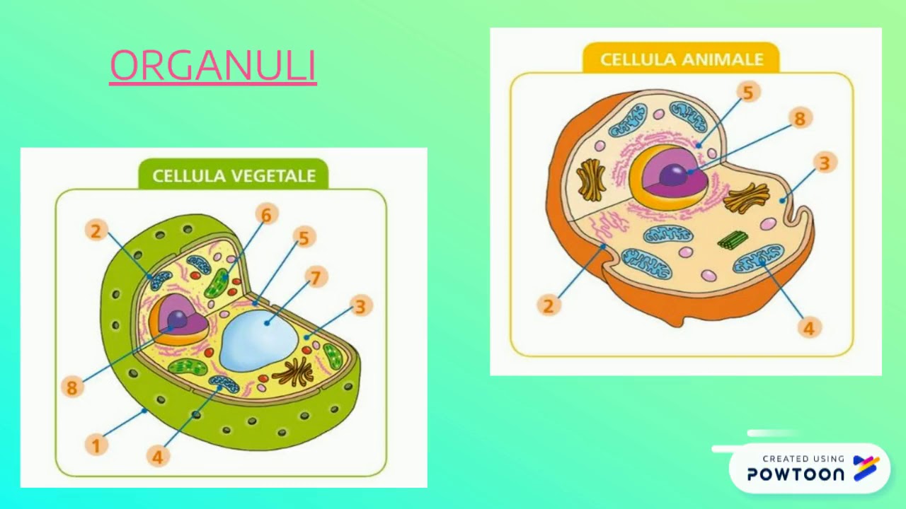 LE PARTI DELLA CELLULA