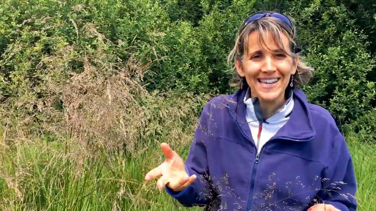 Rés'eau sentinelle - #6 La canche cespiteuse