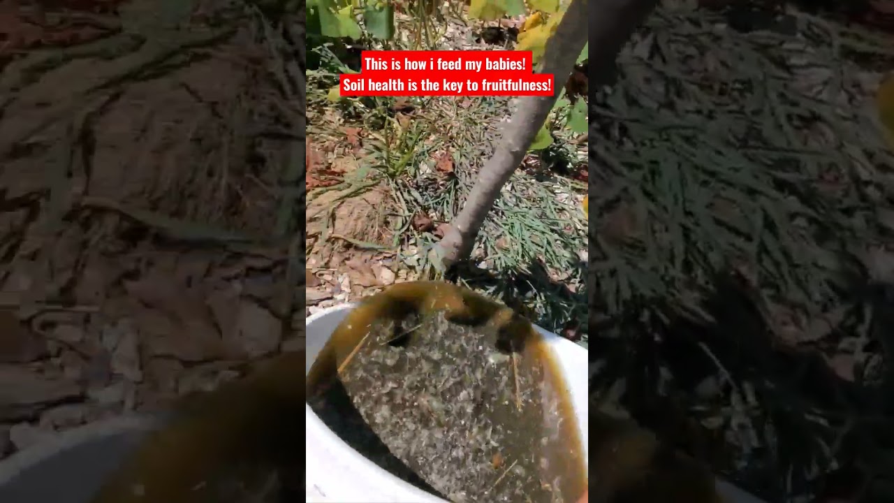 Compost Tea Time!!! #composttea