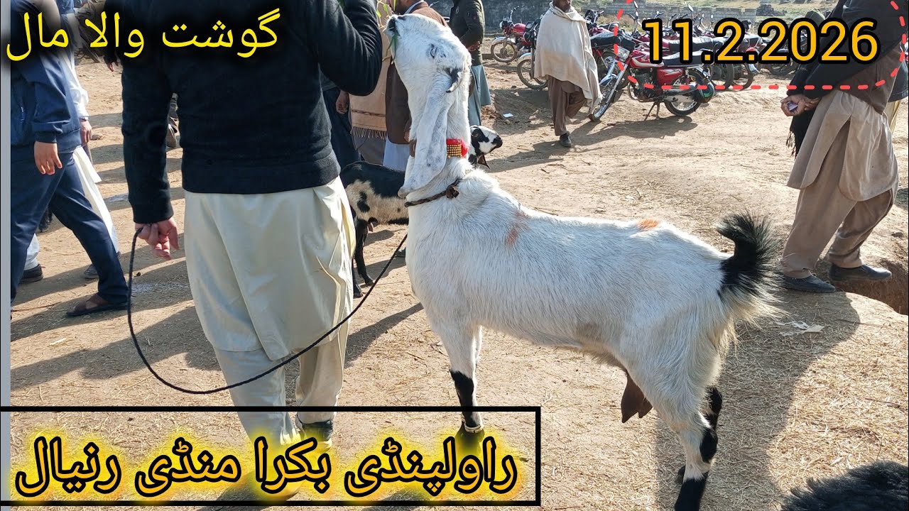 Rawalpindi Bakra Mandi Ranyal Chakri Road      بدھ کا دن لوکل گوشت والا مال۔ 11/2/2026