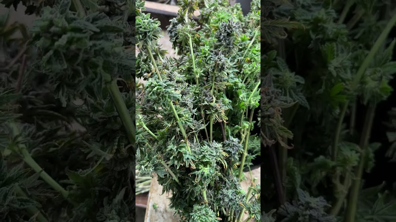 BLUE DREAM at 8 Weeks