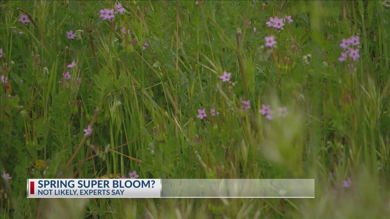 Spring 'super bloom' unlikely according to experts