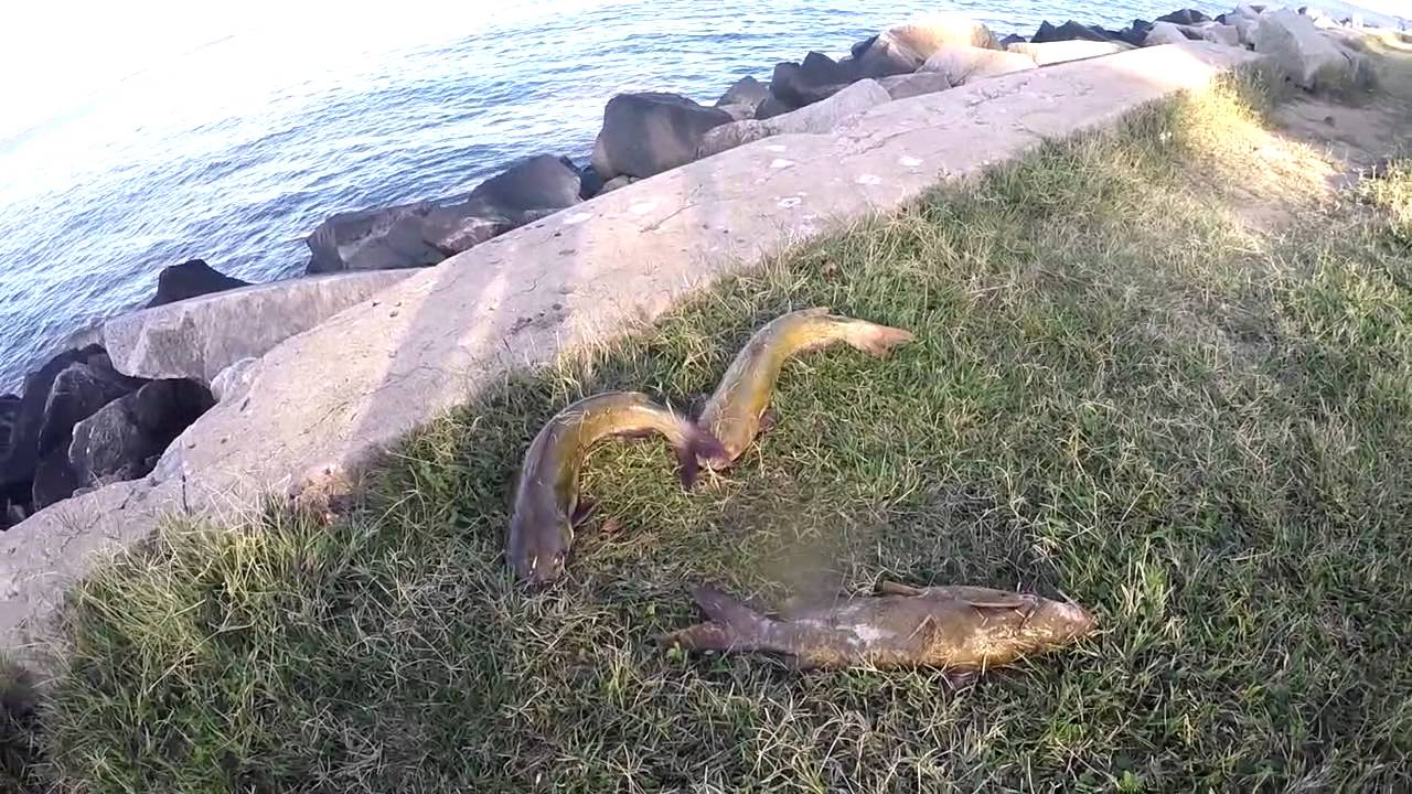Fishing in the chesapeake bay(fort smallwood park)