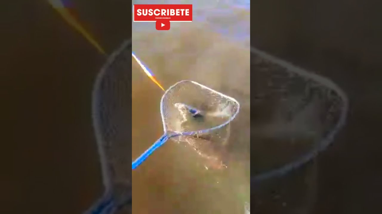 Terrible doblete de matungos en el r&iacute;o de la plata.