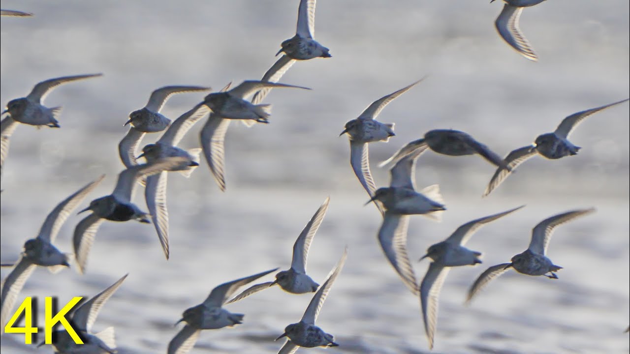 Limikolen am Ostseestrand  --- Wader at the Baltic Sea Beach