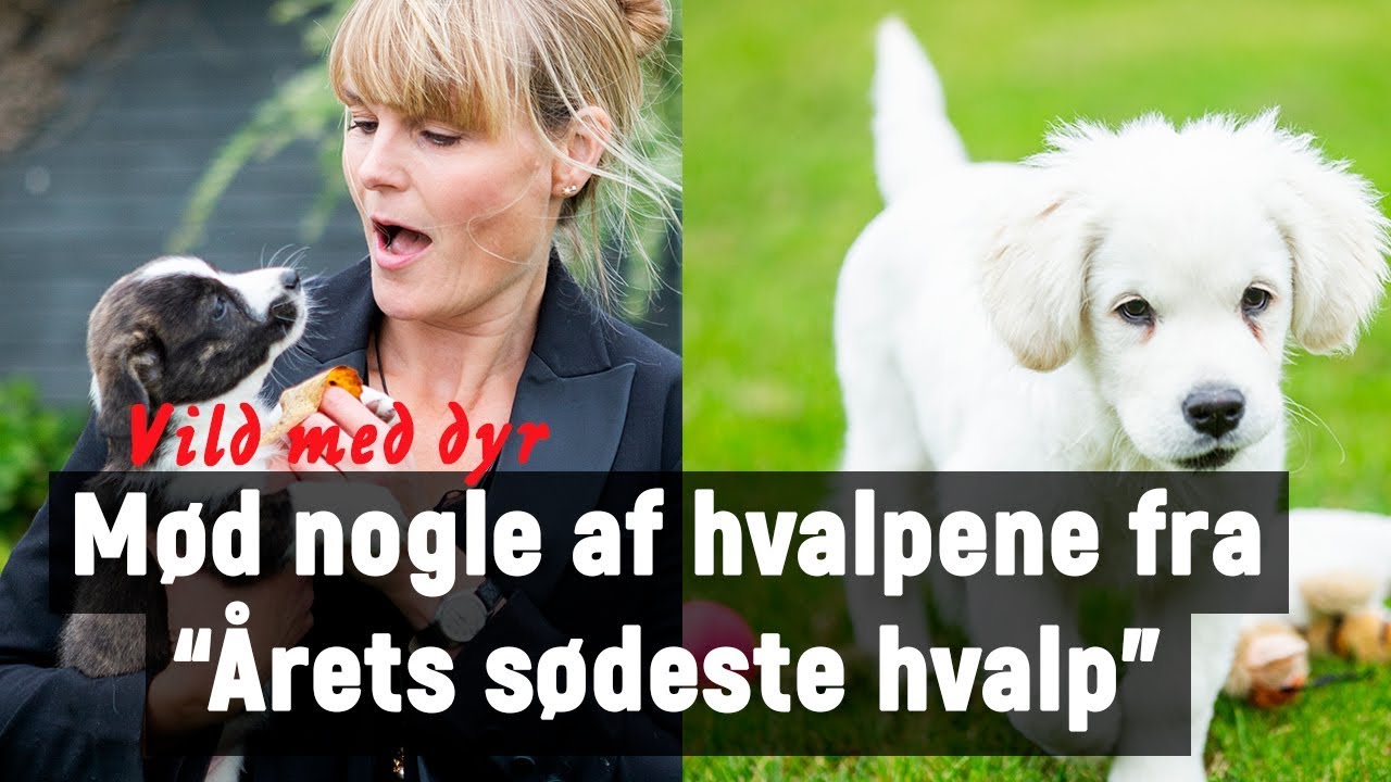 Hundehvalpe: M&oslash;d nogle af de s&oslash;deste hundehvalpe