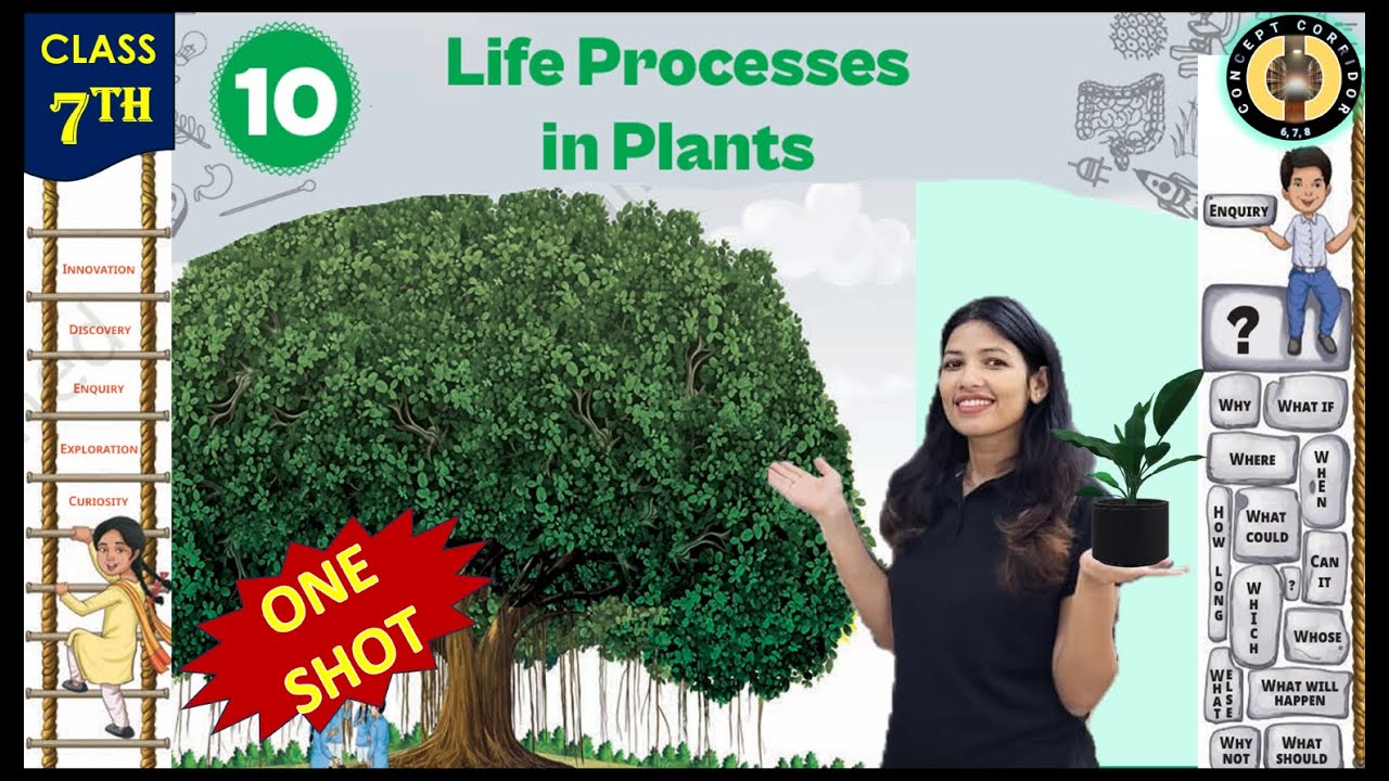 Life Process in Plants In One Shot | Chapter 10 | Class 7 Science Curiosity