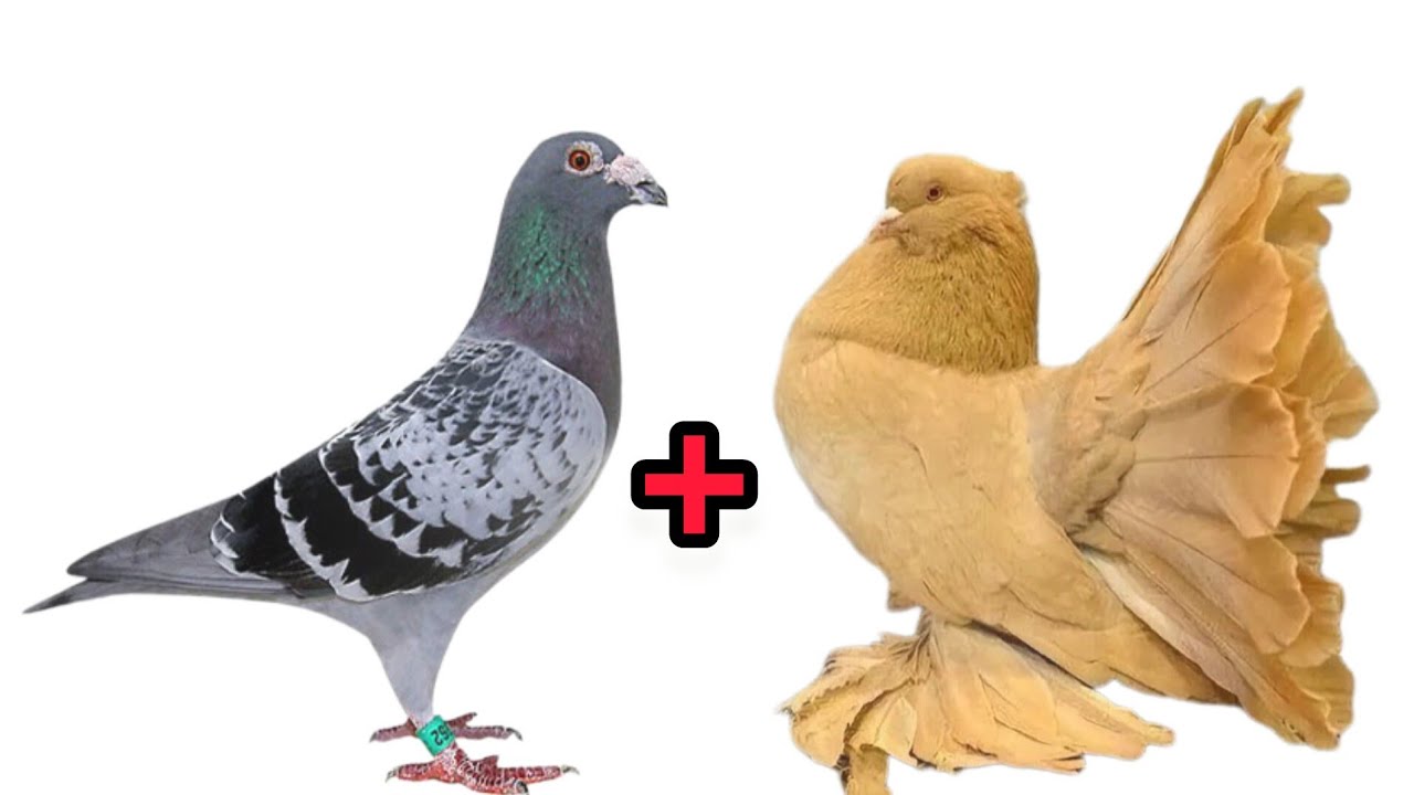 جفت زدن كبوتران  نژاد مختلف😳