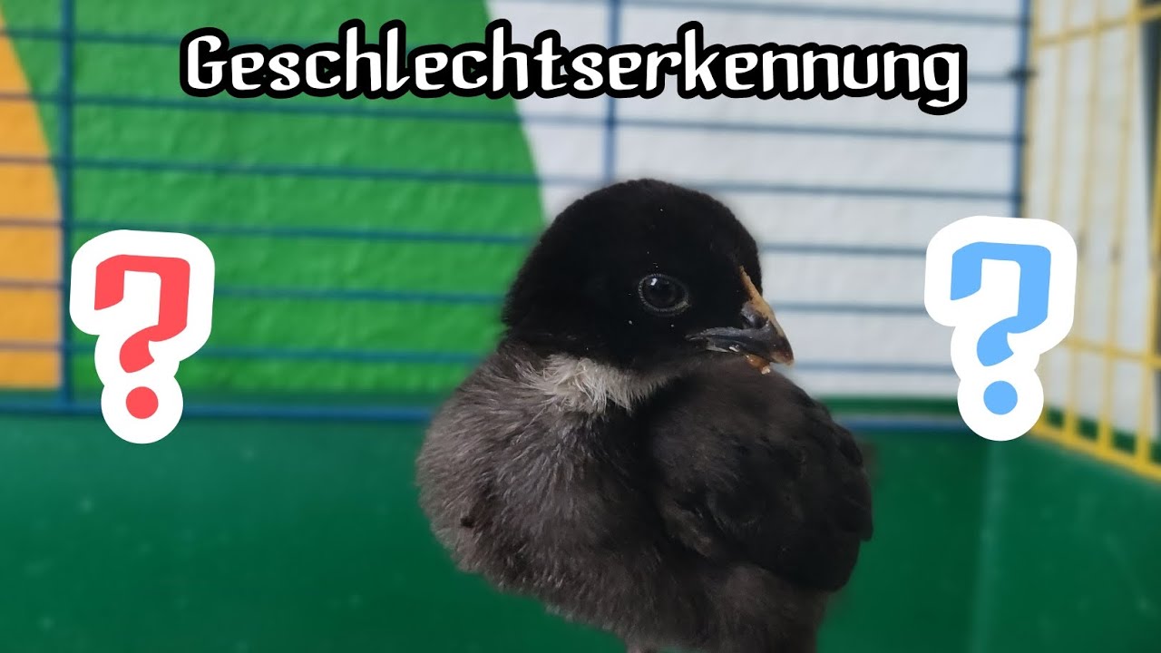 Geschlechtserkennung bei Küken