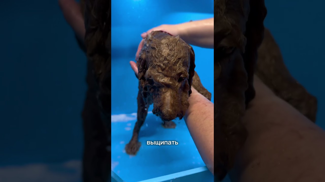 Первый груминг: с какого возраста нужно стричь щенка. #dog #viral #fyp #рек #пудель  #собака #pets