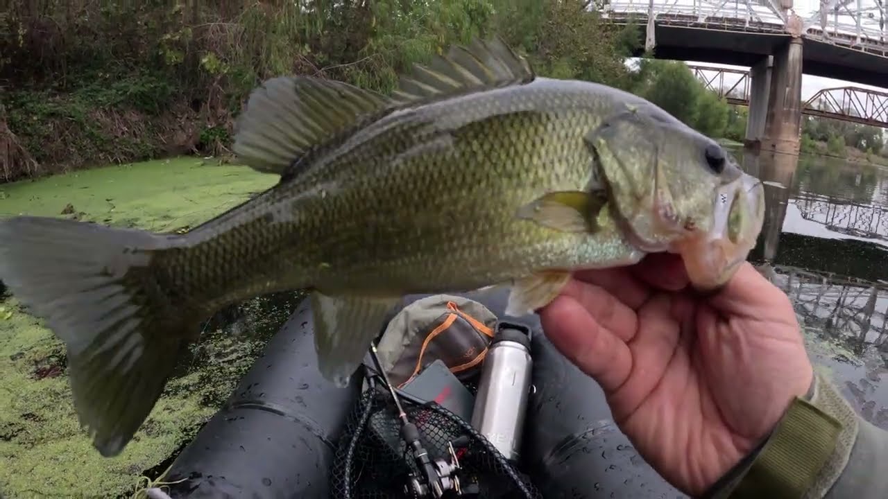 Finesse Swimbaiting for River Bass: Testing Strike King & Megabass Lures on BFS Tackle.