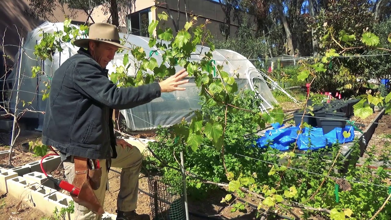 BYF Quick Tip: Grapes and Powdery Mildew