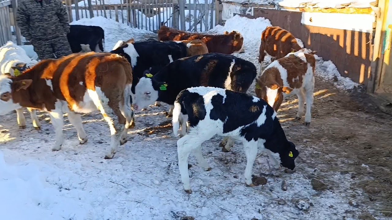 Выпустили Раду в стадо/С Озоном больше не работаем