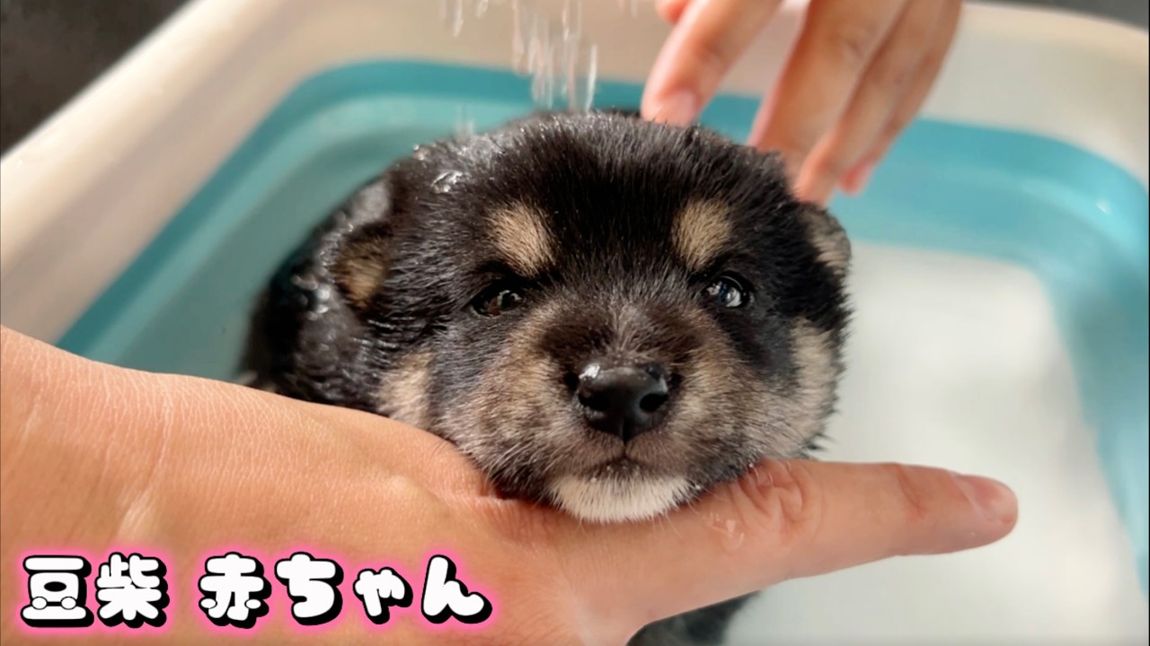 【豆柴犬】赤ちゃん3兄妹、初めてのお風呂が可愛すぎてキュンキュン過多！！&ldquo;子犬と癒し&rdquo;まめしば亭ブログvlog