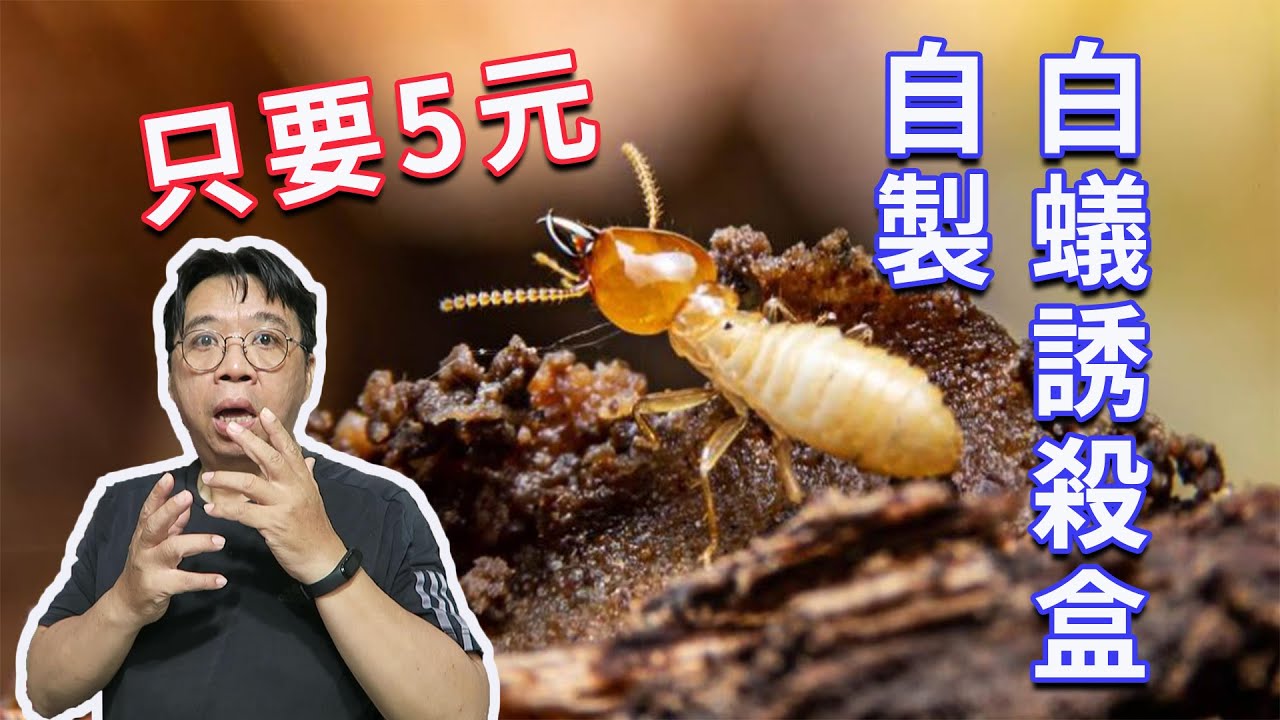 雨季來臨 擔心白蟻入侵嗎  做幾個白蟻誘殺盒就可以了  便宜又好用  海賊王diy日記