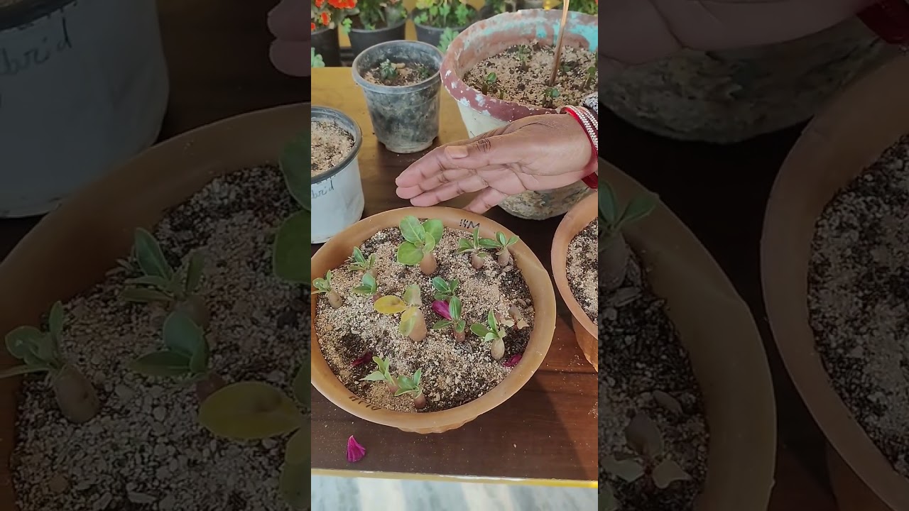 Adenium Arabicum seeding 