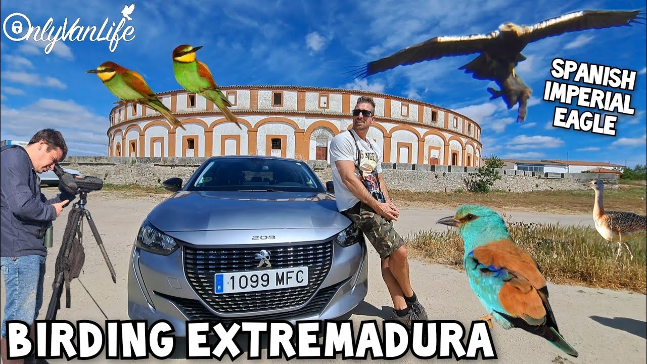 I am back in Spain, bird watching in Extremadura, Trujillo #119