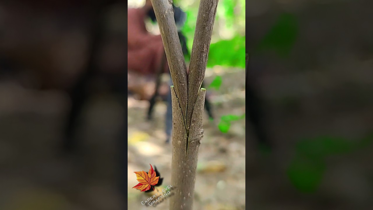 twin fig grafting very nice technique apply it in autumn this is a successful method #fig #nature