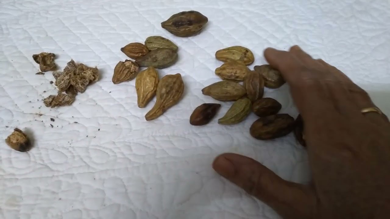 Benifits of Haritaki (karakkaya)