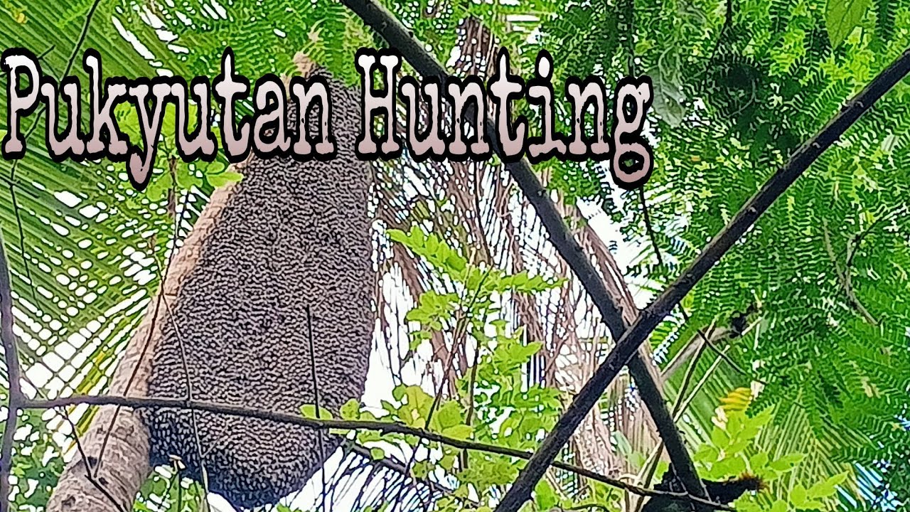 Pukyutan Hunting With Agri Tech Mix Tv|| AGRI AND ADVENTURES