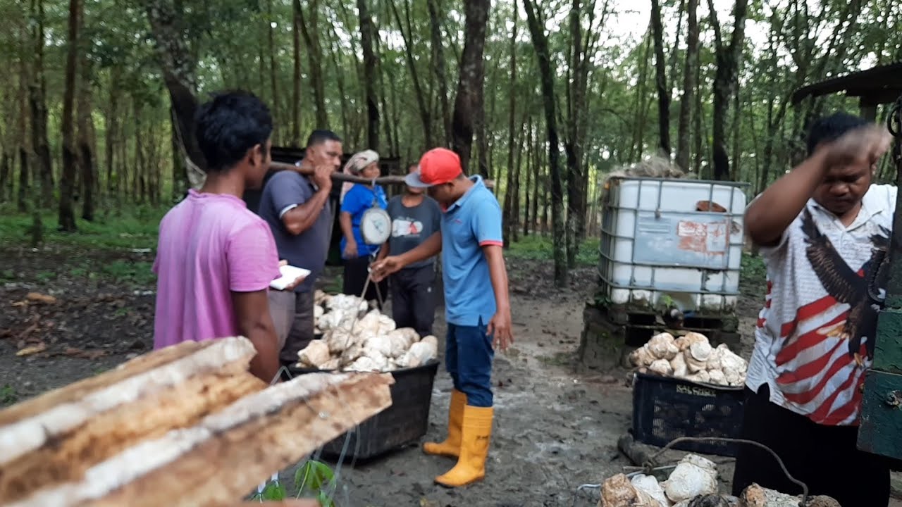 TIMBANG GETAH DIKEBUN MALAYSIA