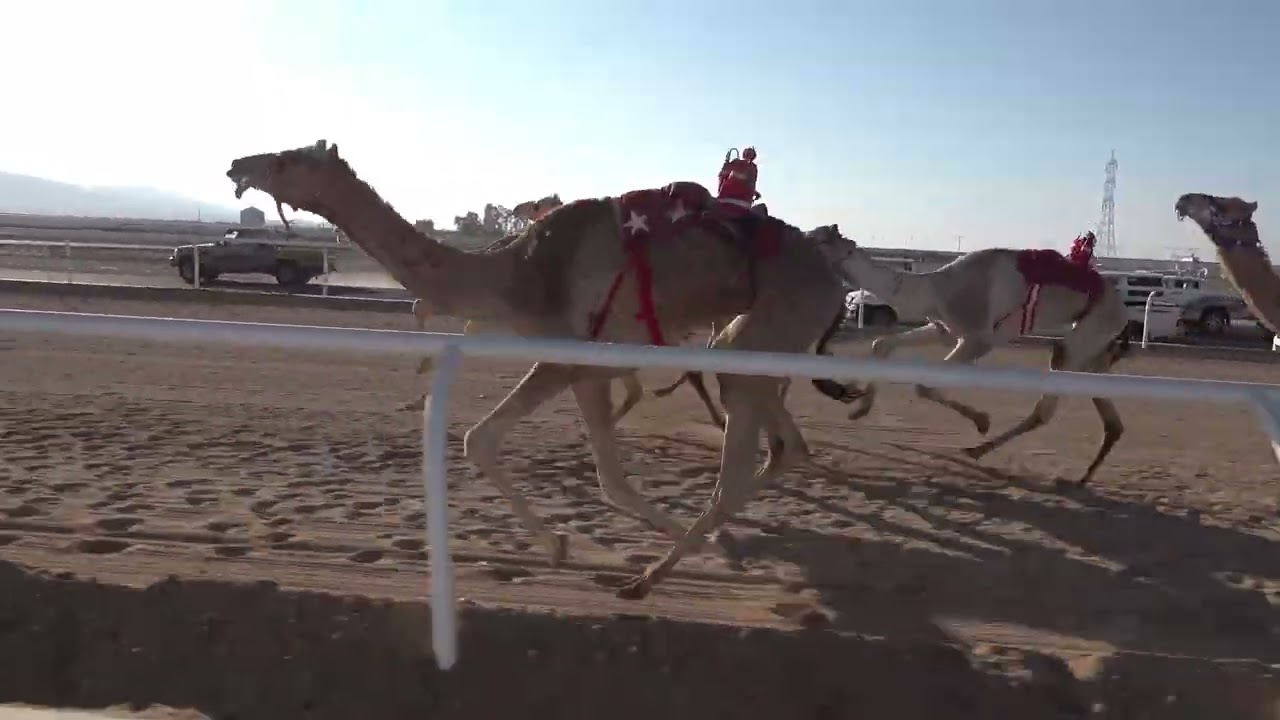 ٦- بدران لـ عوده سالم العطوي