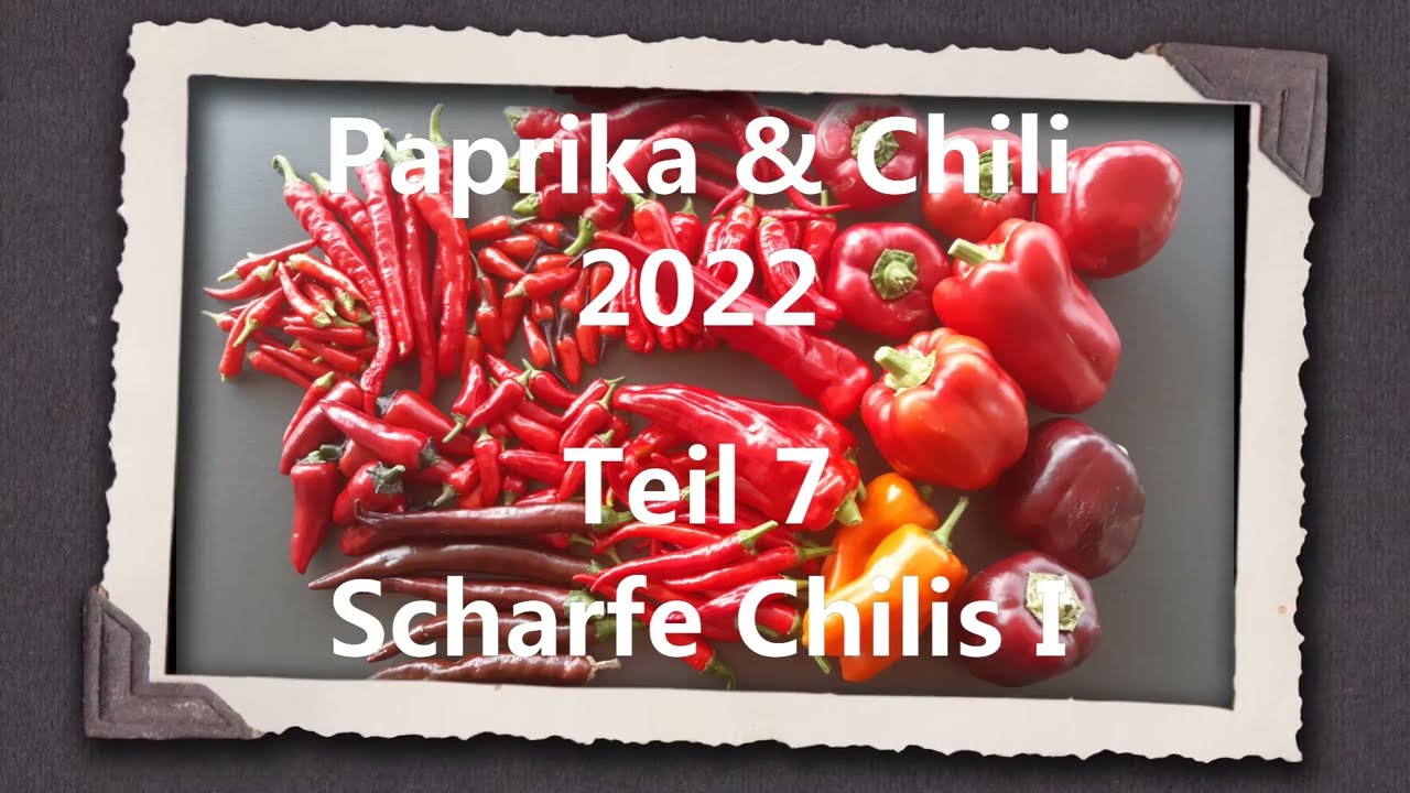 Paprika & Chili 2022 Teil 7 - Scharfe Chilis I