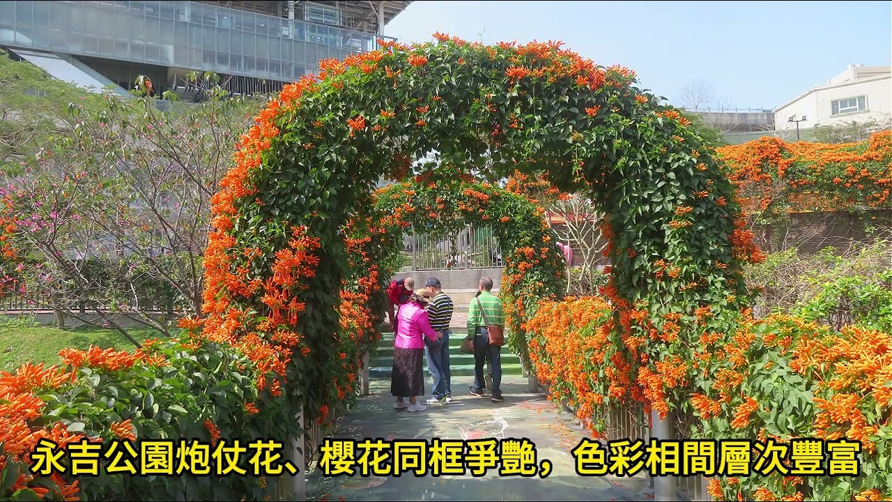鶯歌永吉公園炮仗花、櫻花同框爭艷，色彩相間，層次豐富