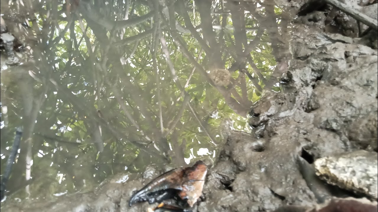 ep308_puro oversize alimango dito swerti sa pagdayo/kasya ang tao sa butas ng alimango😱
