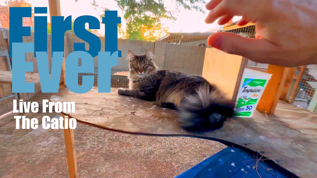 1st Catitude Catio Live Stream Ever